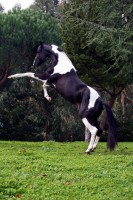 /album/ilunumhorses-mz/a2-jpg/