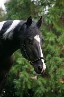 /album/ilunumhorses-mz/a3-jpg/