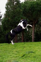 /album/ilunumhorses-mz/a6-jpg/