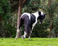 /album/ilunumhorses-mz/a7-jpg/