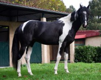 /album/ilunumhorses-mz/lurcor1-jpg/