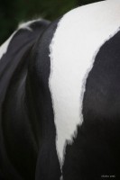 /album/ilunumhorses-mz/dsc0826-jpg/