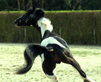 /album/ilunumhorses-mz/derrape2-jpg/