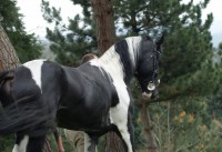 /album/cubriciones-2014/a2-jpg1/